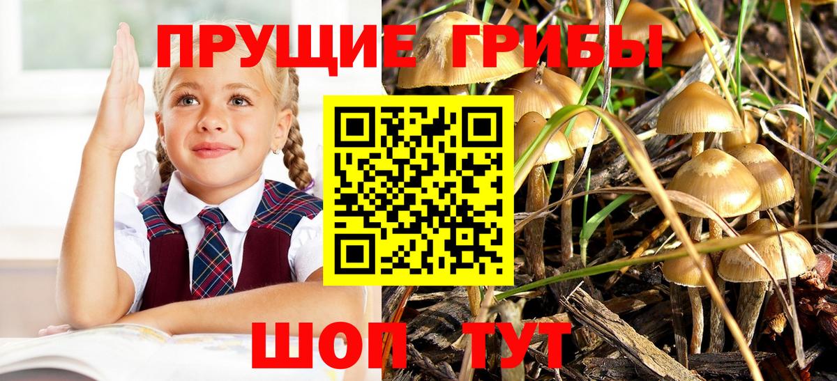 Галлюциногенные грибы прущие грибы  Вход с VPN  Сердобск 